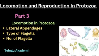 Locomotion and Reproduction Part 3 flagella lateral appendages telangana neet zoology [upl. by Arnie214]