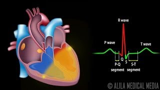 Cardiac Conduction System and Understanding ECG Animation [upl. by Walcott]